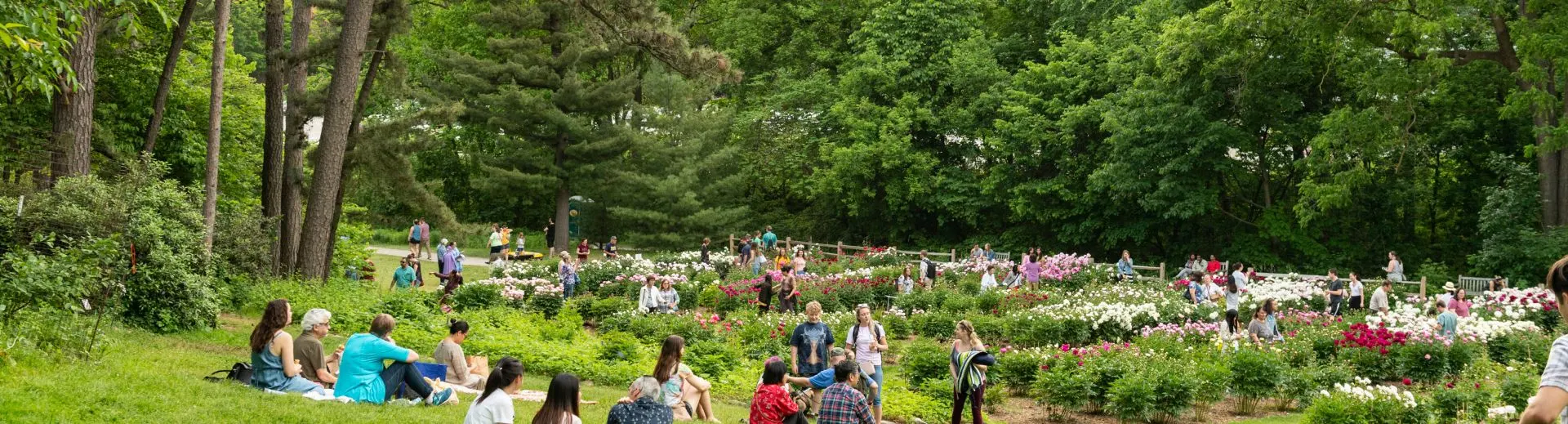 People sitting on blankets in the Peony Garden of the Arb