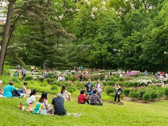 People sitting on blankets in the Peony Garden of the Arb